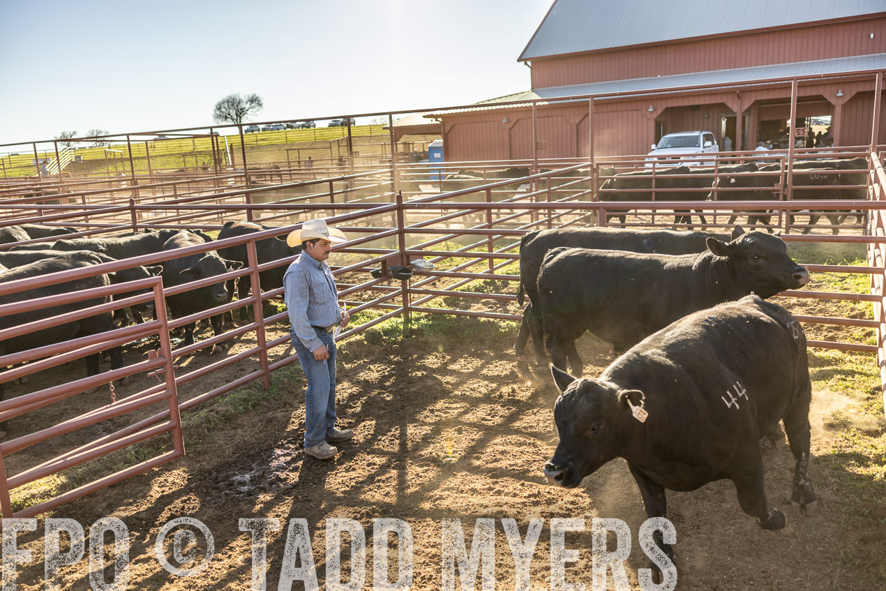 TMyers_SpringBullSale_Cameron_Feb2024-512919