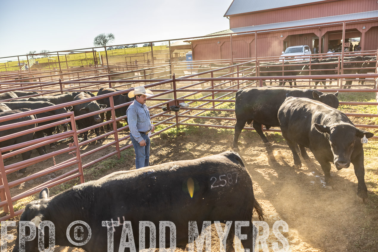 TMyers_SpringBullSale_Cameron_Feb2024-512922