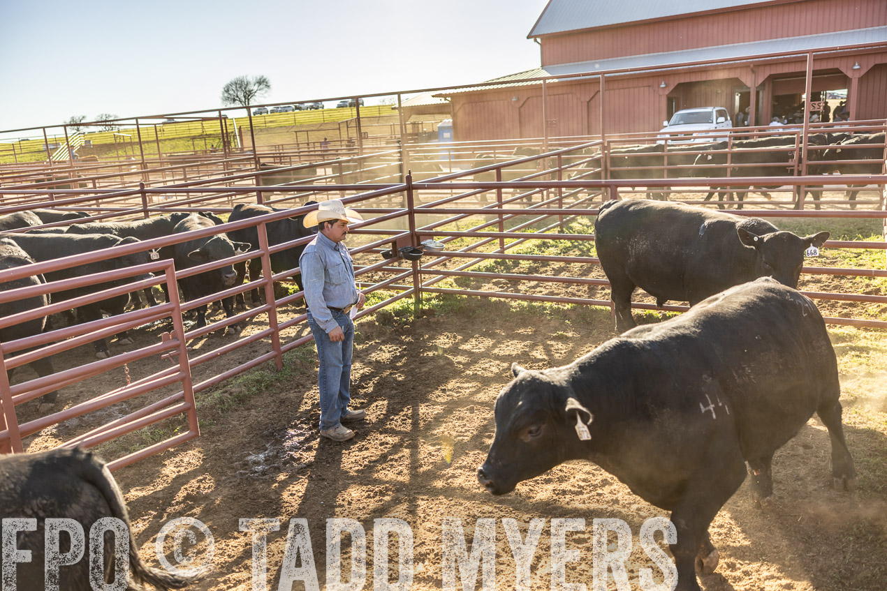 TMyers_SpringBullSale_Cameron_Feb2024-512925