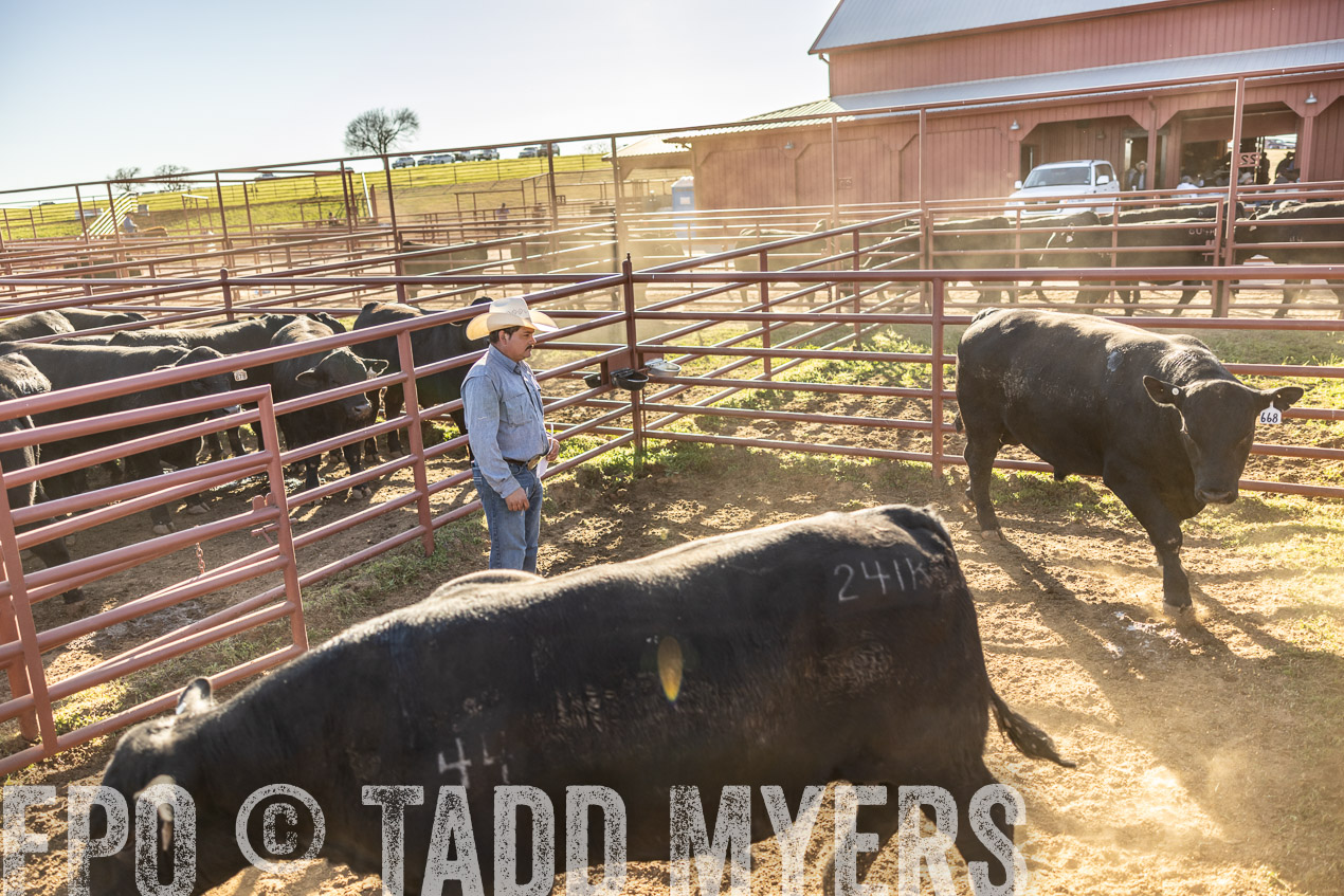 TMyers_SpringBullSale_Cameron_Feb2024-512926