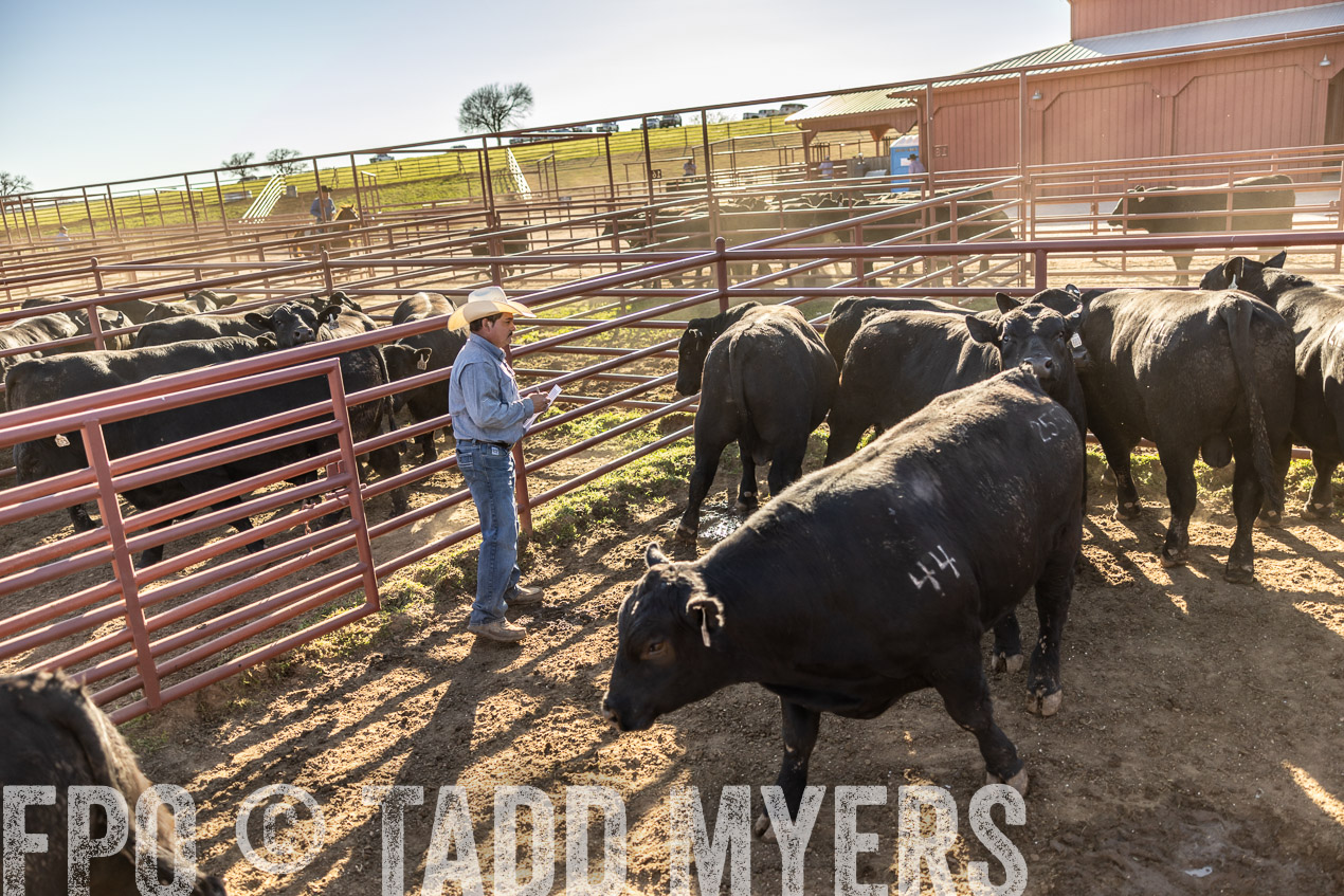 TMyers_SpringBullSale_Cameron_Feb2024-512944