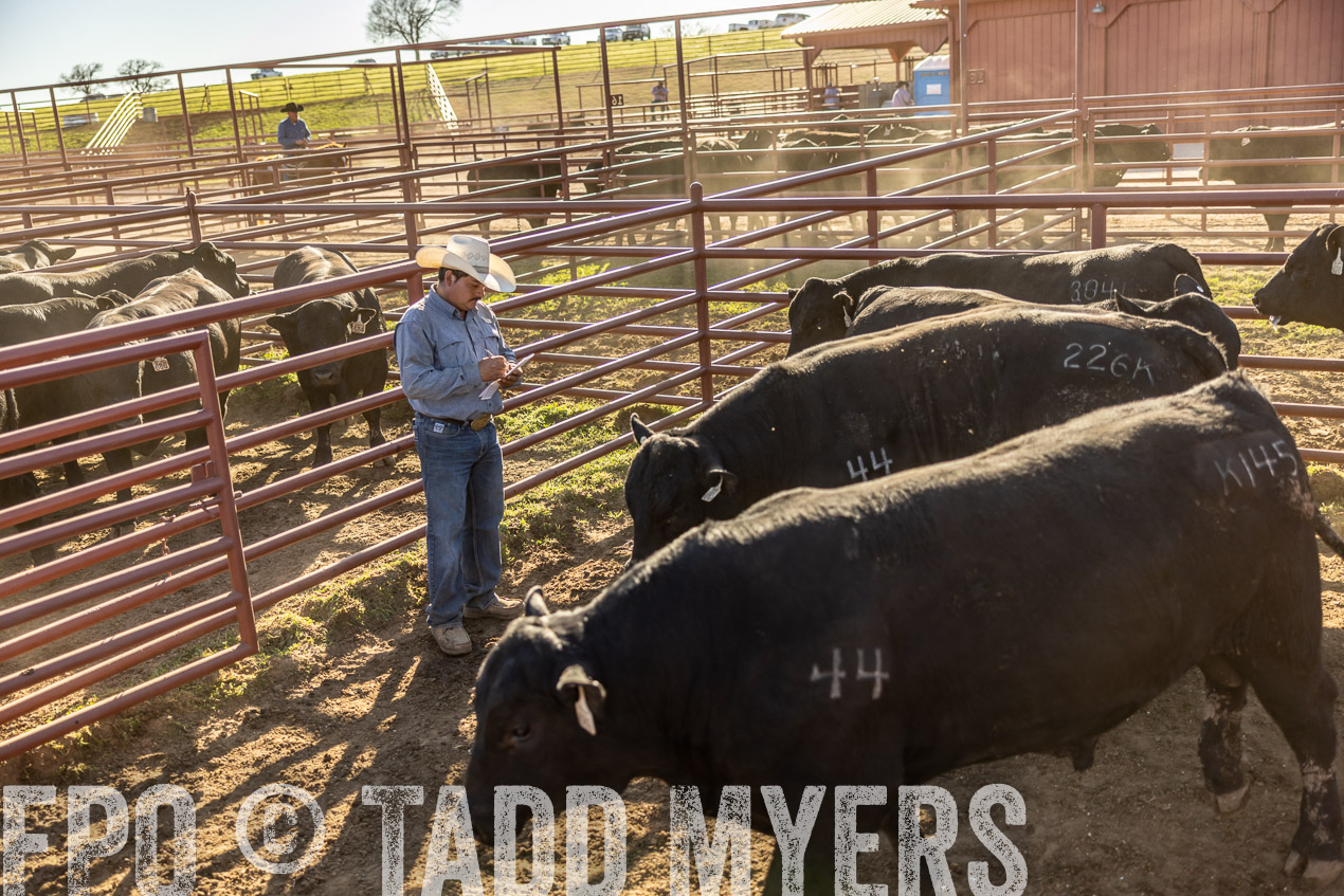 TMyers_SpringBullSale_Cameron_Feb2024-512951