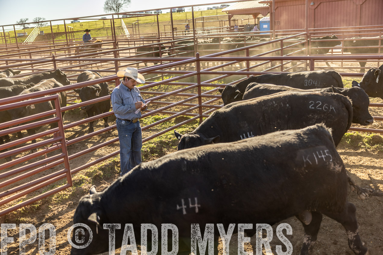 TMyers_SpringBullSale_Cameron_Feb2024-512952