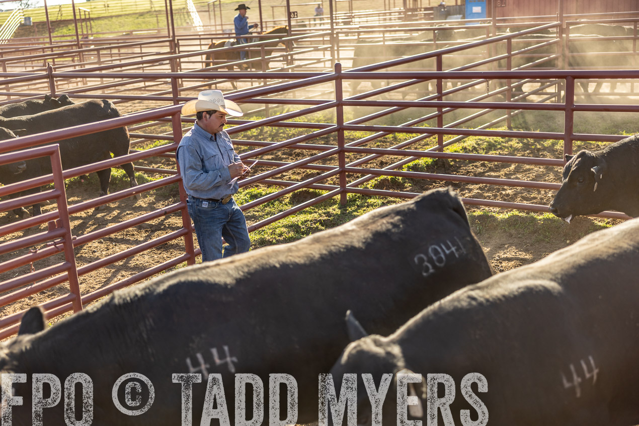 TMyers_SpringBullSale_Cameron_Feb2024-512959