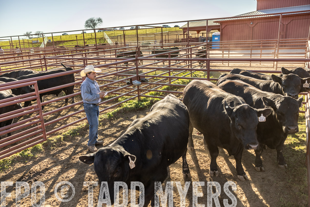 TMyers_SpringBullSale_Cameron_Feb2024-512980