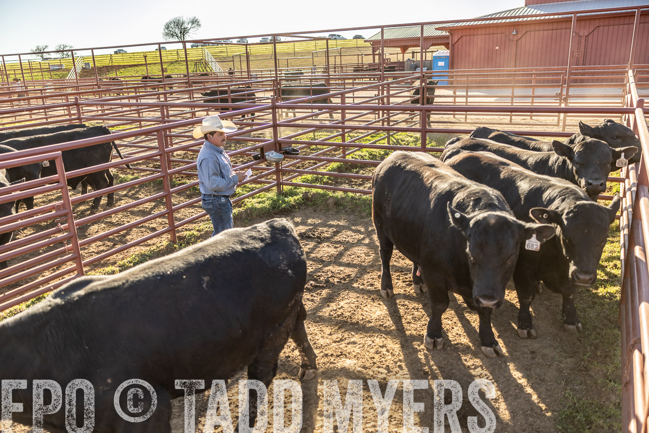 TMyers_SpringBullSale_Cameron_Feb2024-512982