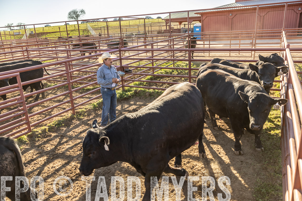 TMyers_SpringBullSale_Cameron_Feb2024-512986