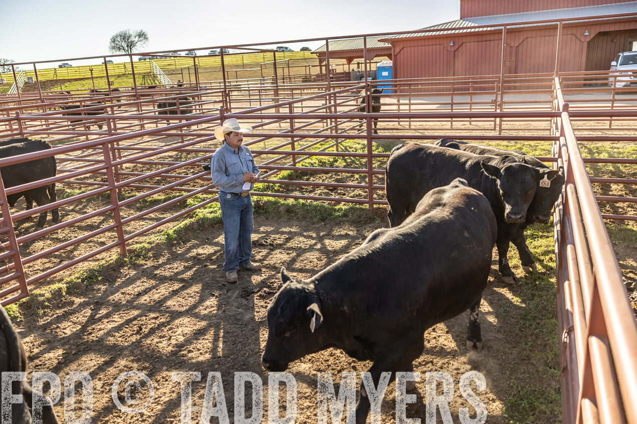 TMyers_SpringBullSale_Cameron_Feb2024-512991