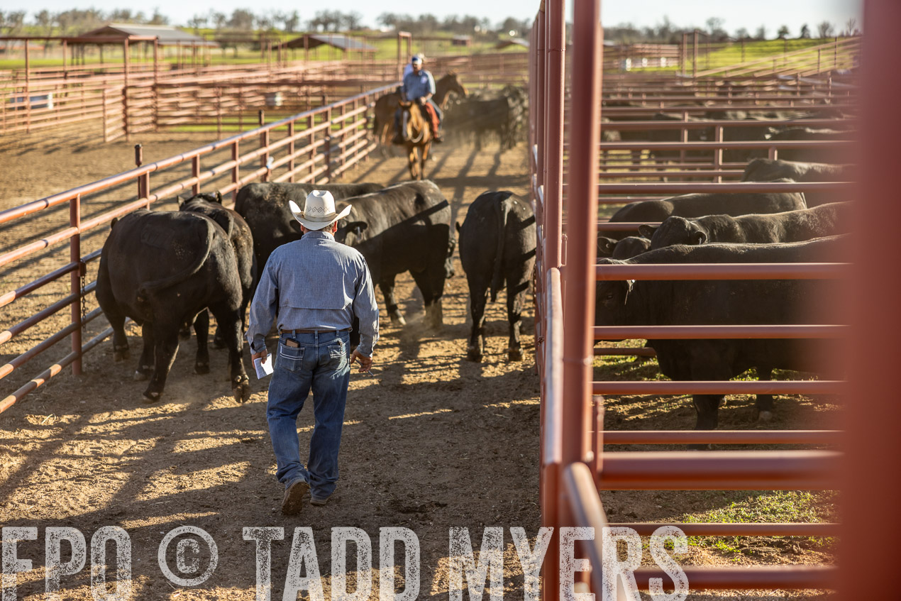 TMyers_SpringBullSale_Cameron_Feb2024-513009