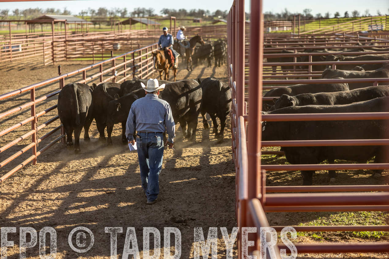 TMyers_SpringBullSale_Cameron_Feb2024-513011