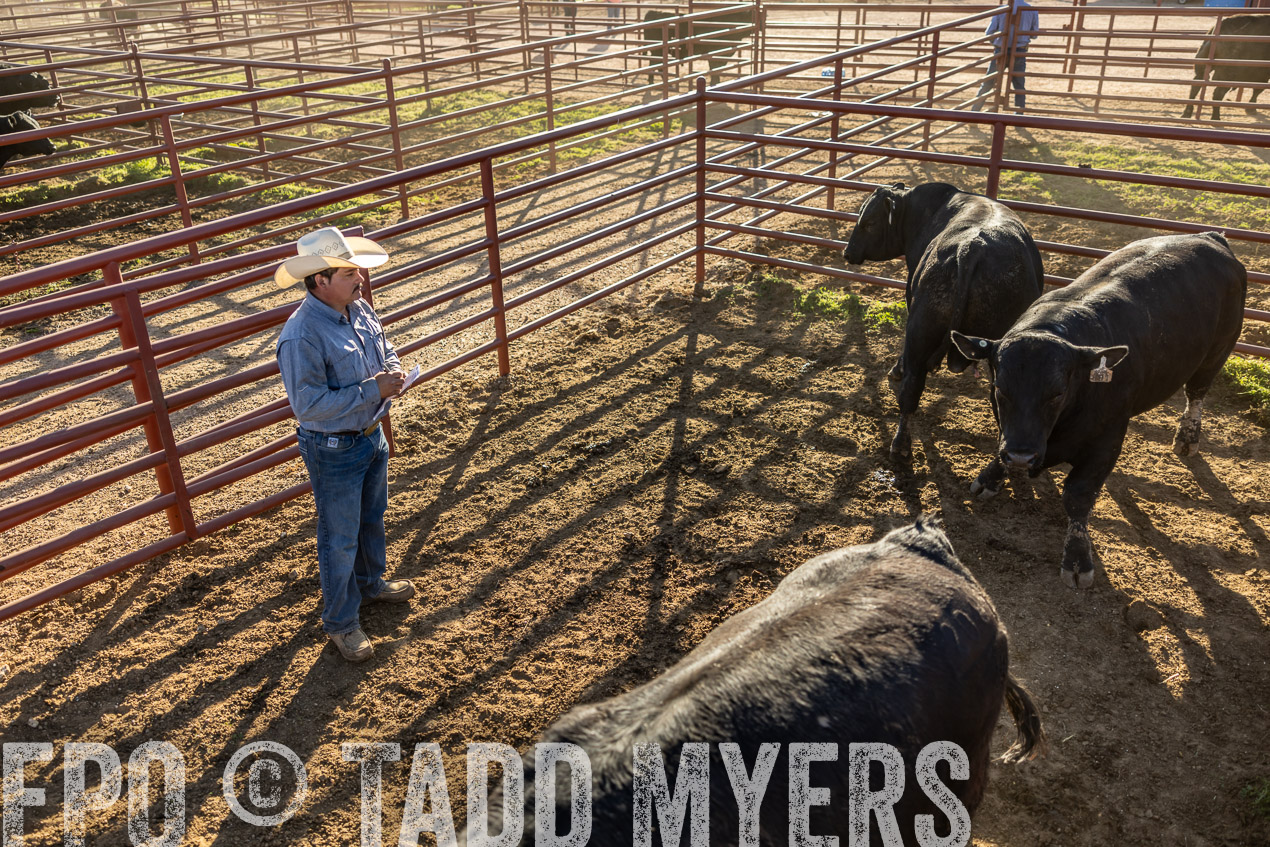 TMyers_SpringBullSale_Cameron_Feb2024-513016