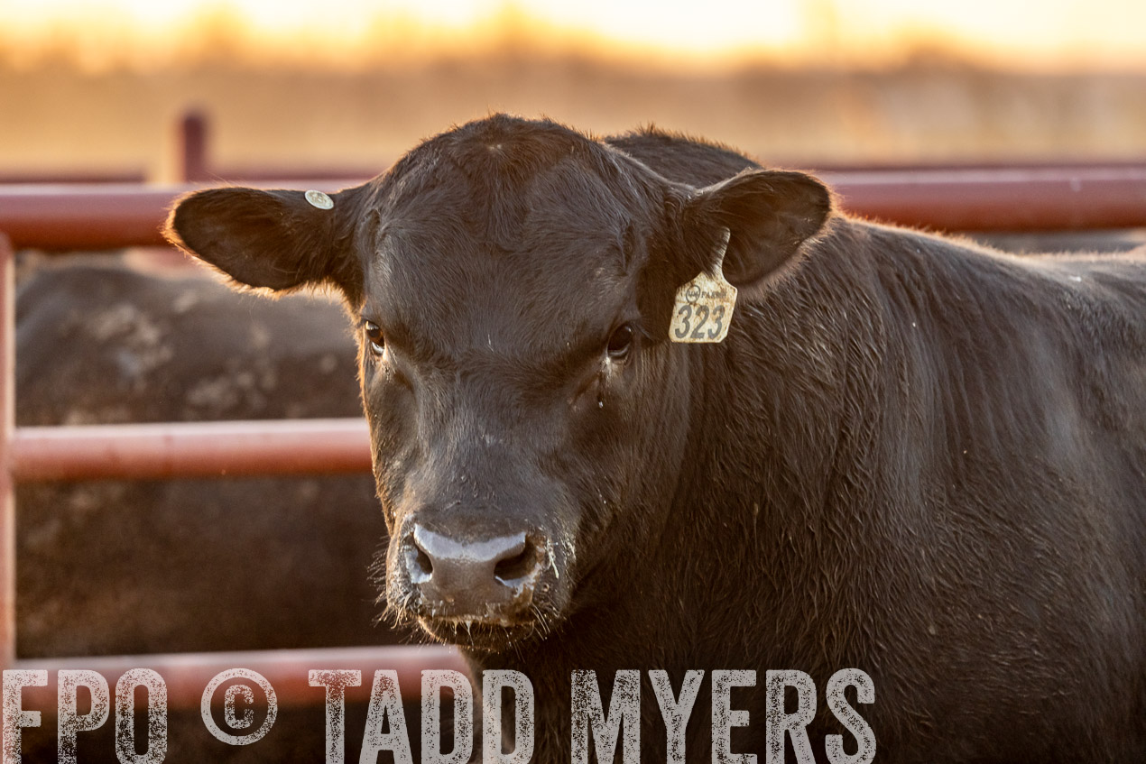TMyers_SpringBullSale_Cameron_Feb2024-520006