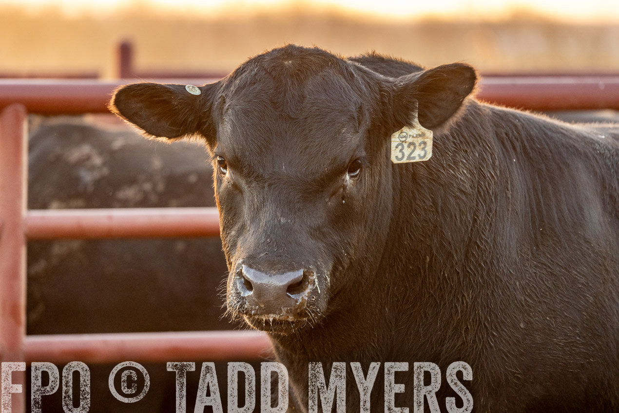 TMyers_SpringBullSale_Cameron_Feb2024-520009