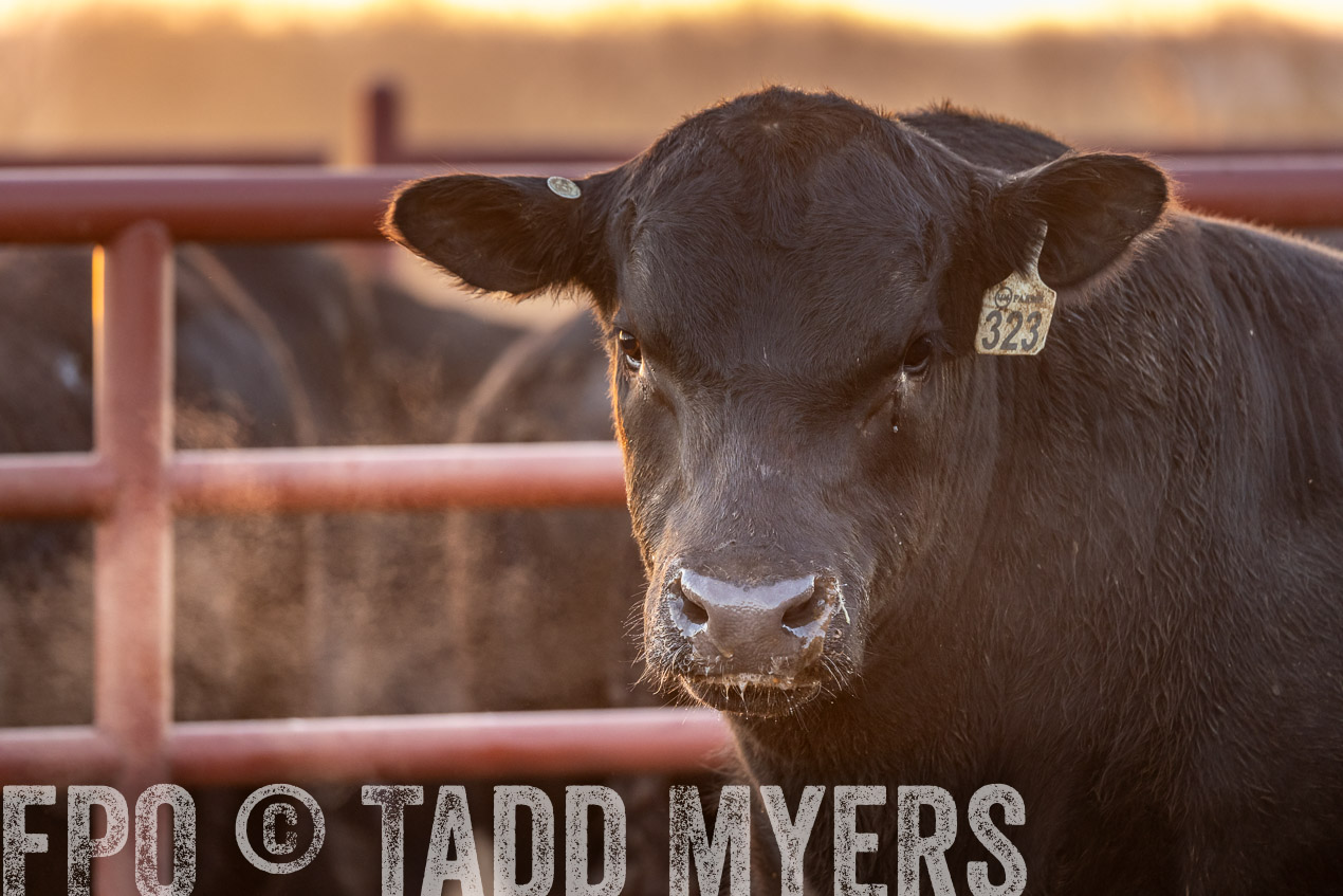 TMyers_SpringBullSale_Cameron_Feb2024-520011