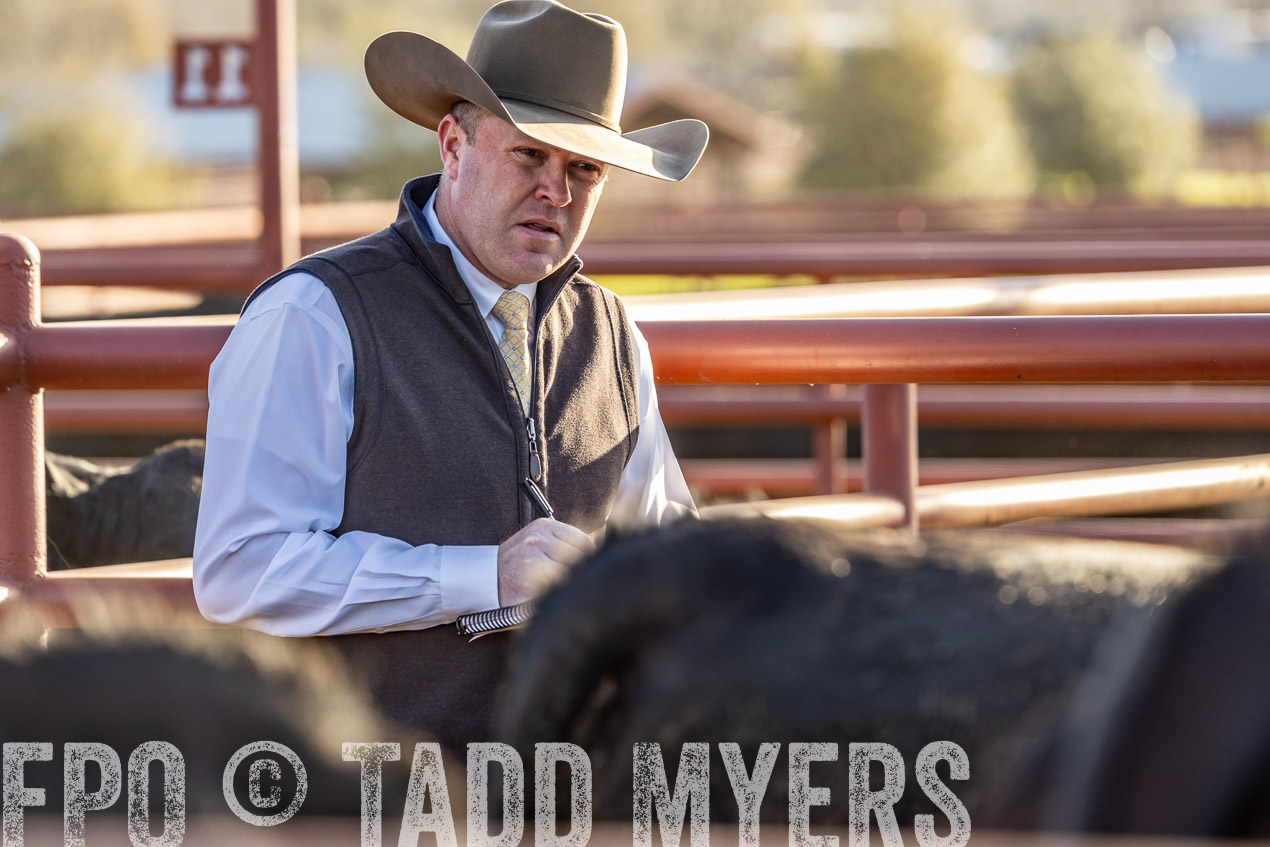 TMyers_SpringBullSale_Cameron_Feb2024-520054