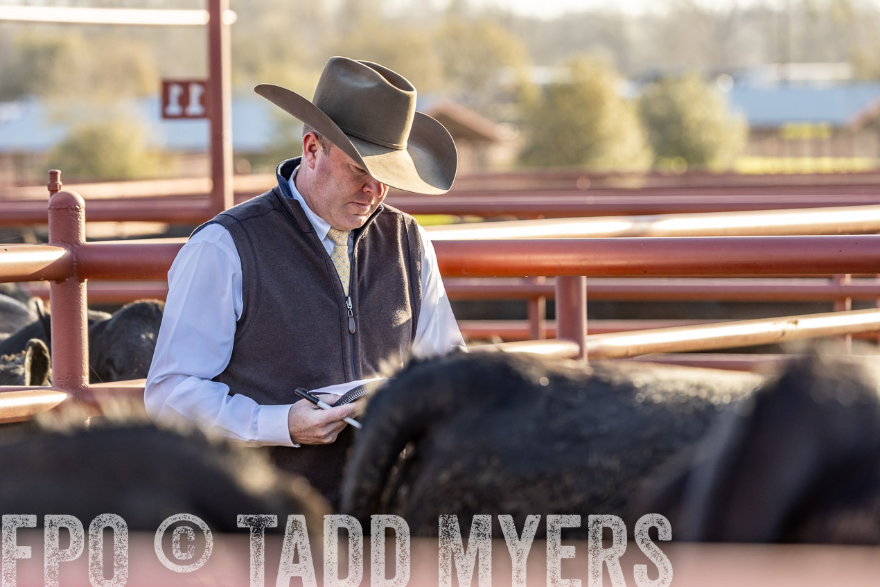 TMyers_SpringBullSale_Cameron_Feb2024-520058