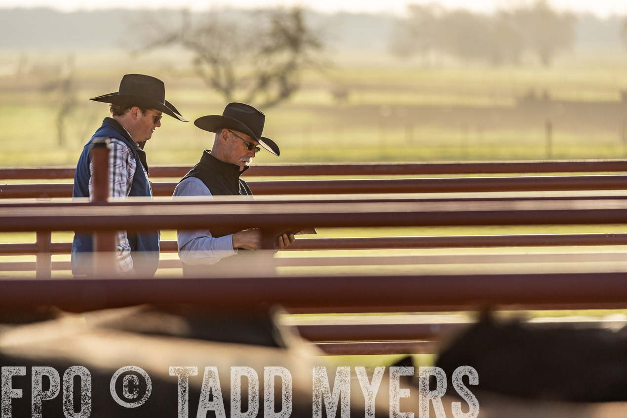 TMyers_SpringBullSale_Cameron_Feb2024-520062