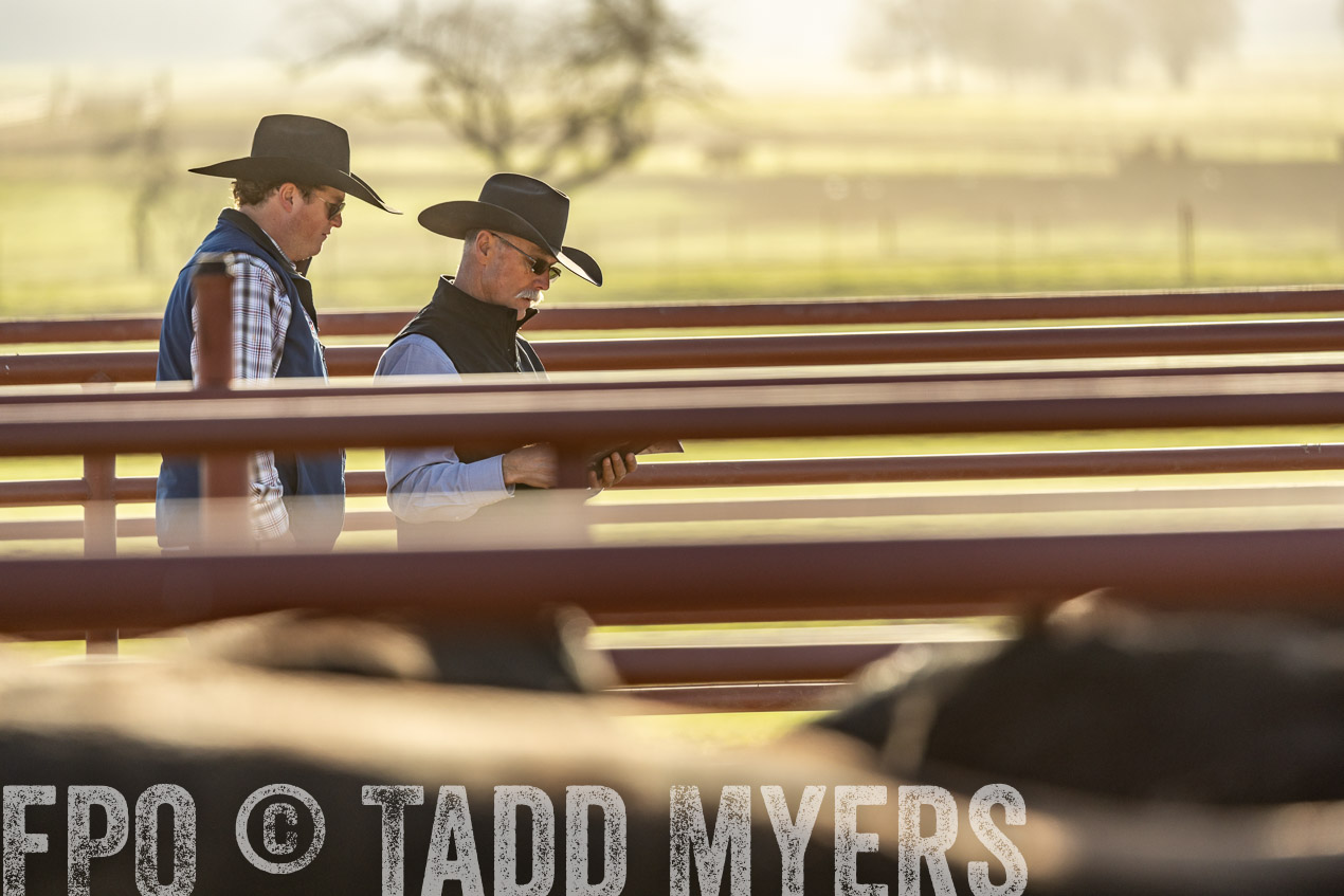 TMyers_SpringBullSale_Cameron_Feb2024-520063
