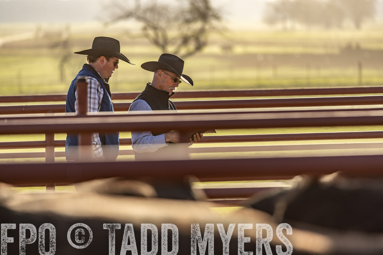 TMyers_SpringBullSale_Cameron_Feb2024-520065