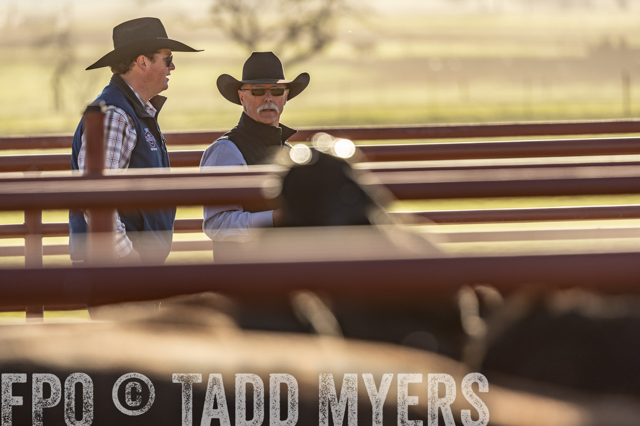 TMyers_SpringBullSale_Cameron_Feb2024-520068