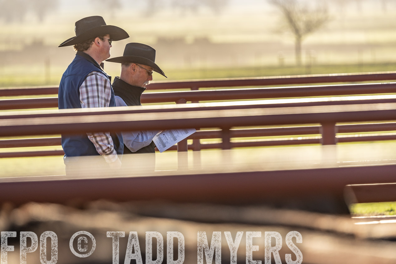 TMyers_SpringBullSale_Cameron_Feb2024-520083