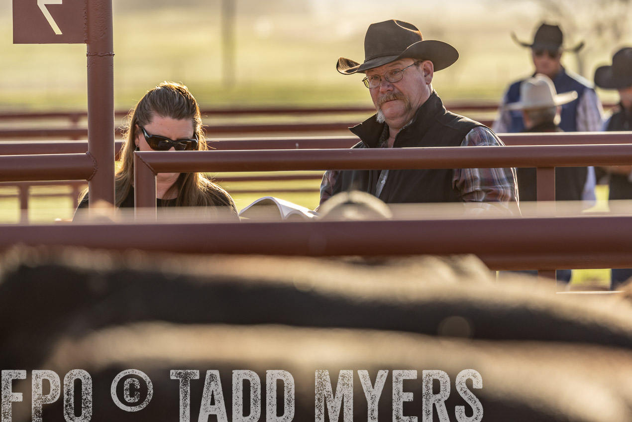 TMyers_SpringBullSale_Cameron_Feb2024-520099