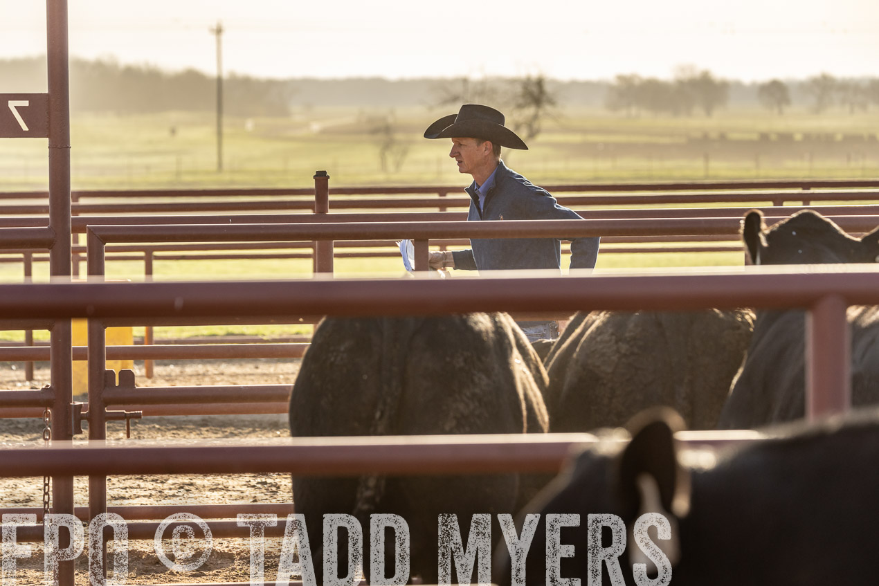 TMyers_SpringBullSale_Cameron_Feb2024-520112