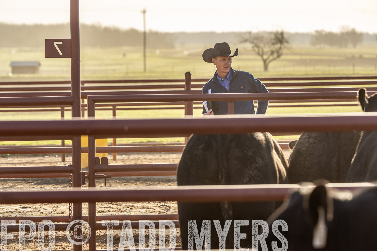TMyers_SpringBullSale_Cameron_Feb2024-520113