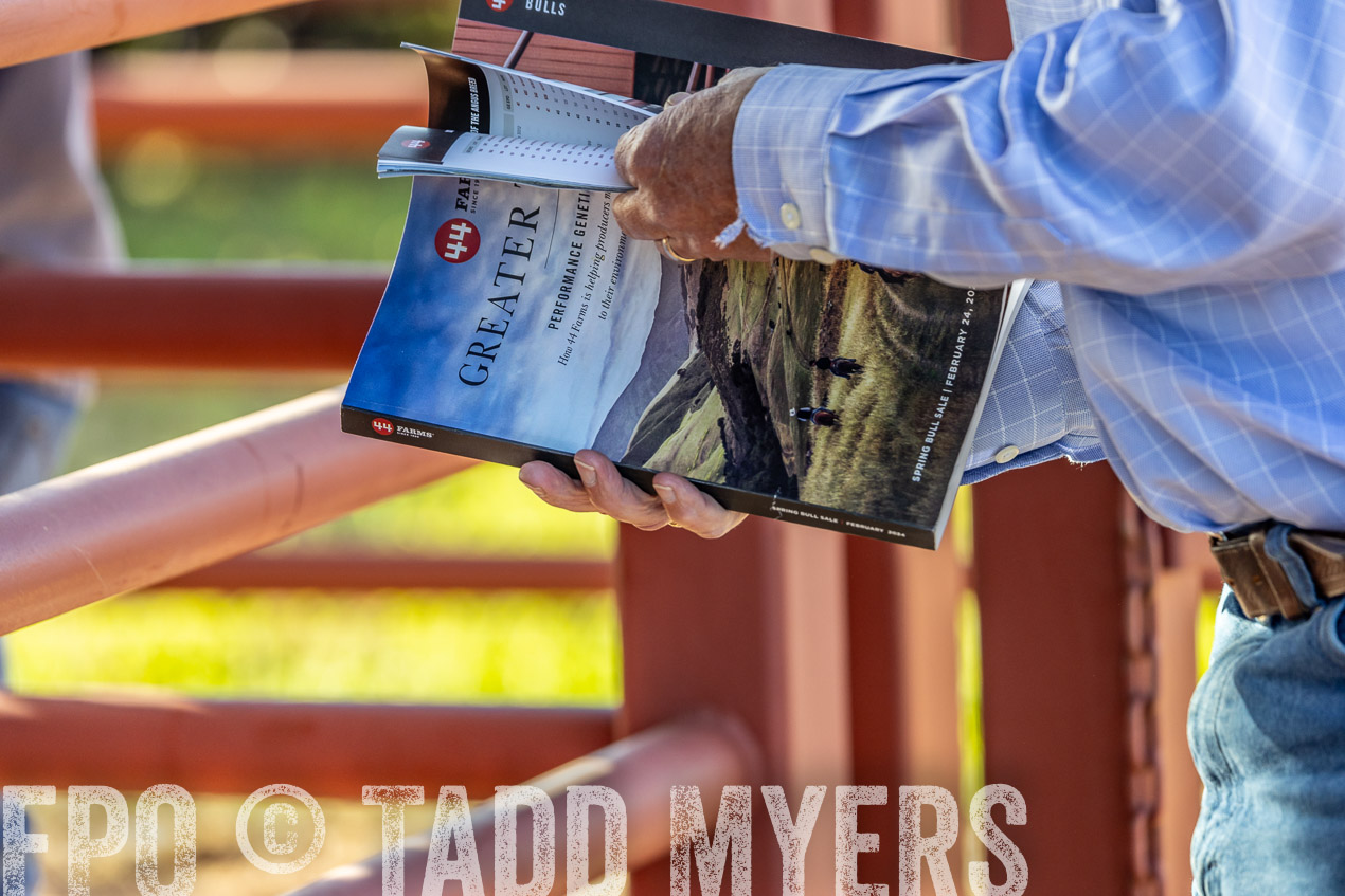 TMyers_SpringBullSale_Cameron_Feb2024-520137