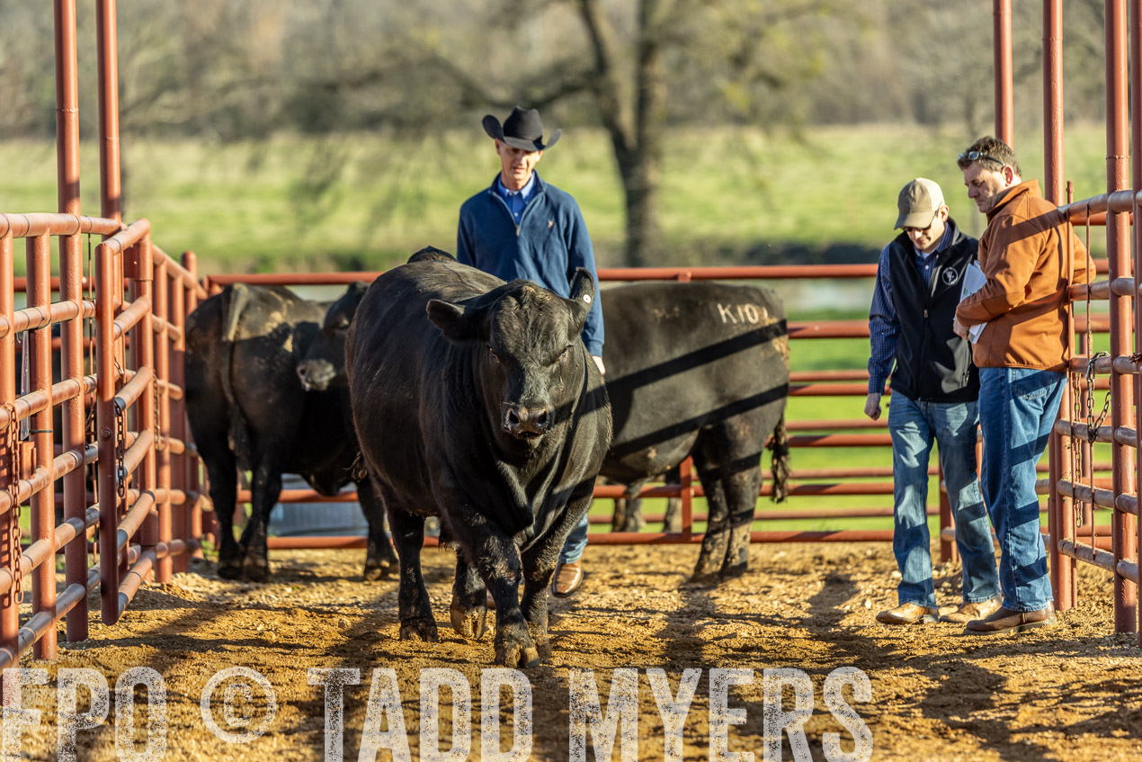 TMyers_SpringBullSale_Cameron_Feb2024-520161