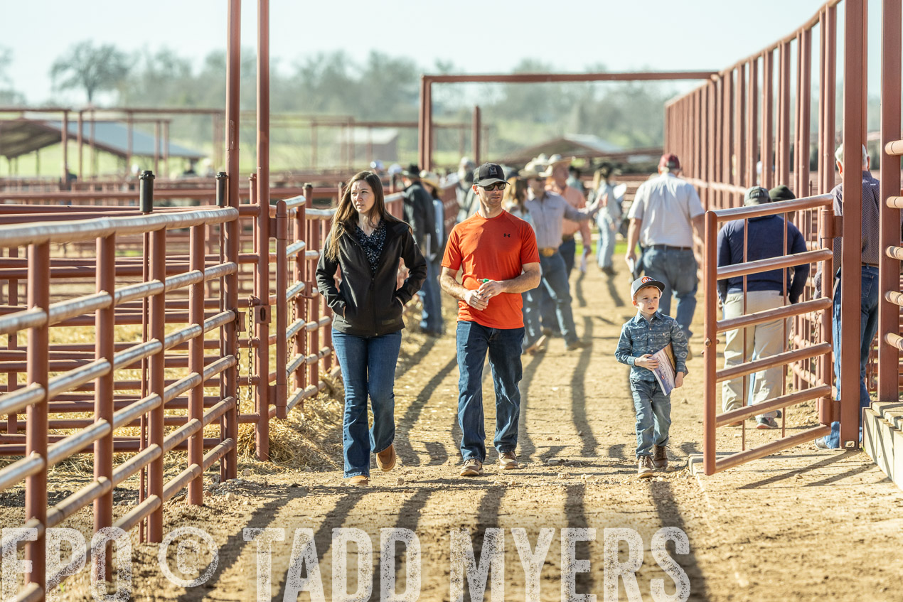TMyers_SpringBullSale_Cameron_Feb2024-520167