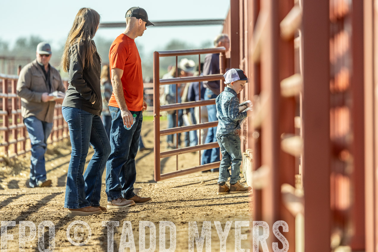 TMyers_SpringBullSale_Cameron_Feb2024-520176