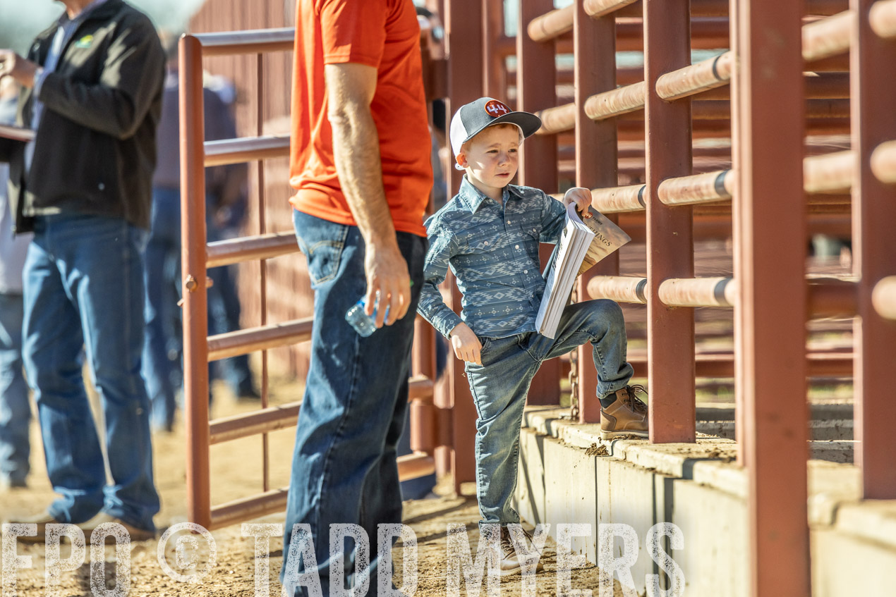 TMyers_SpringBullSale_Cameron_Feb2024-520186