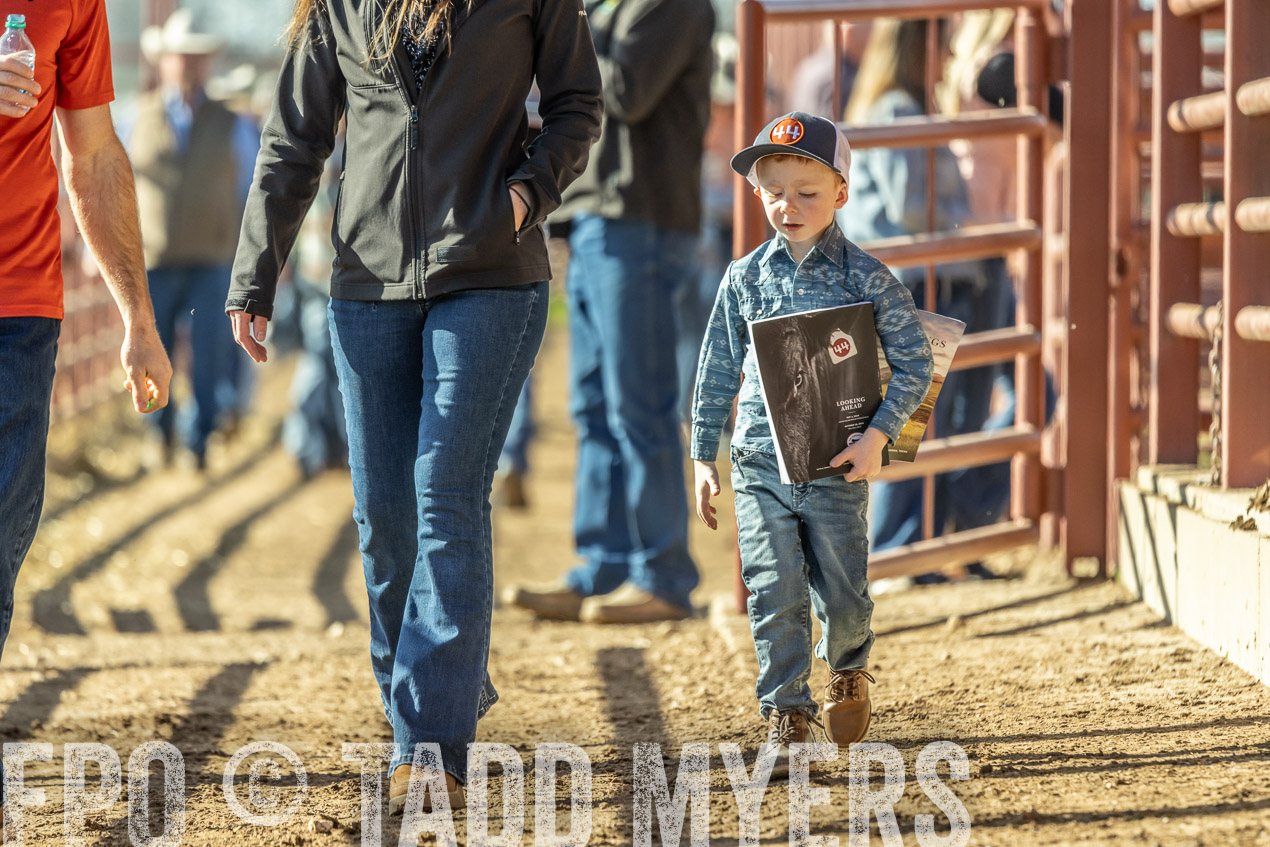 TMyers_SpringBullSale_Cameron_Feb2024-520198