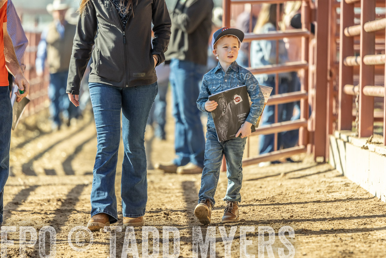 TMyers_SpringBullSale_Cameron_Feb2024-520200