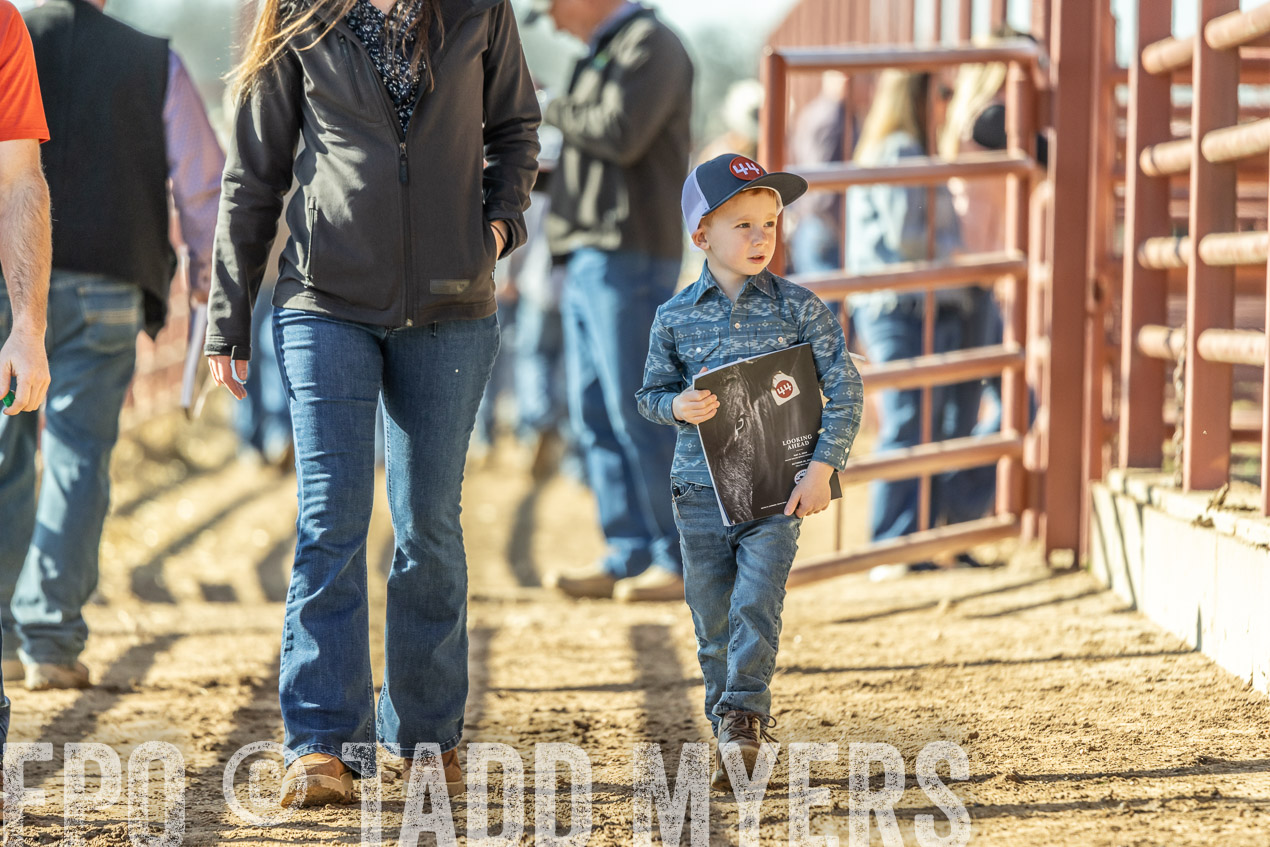 TMyers_SpringBullSale_Cameron_Feb2024-520204