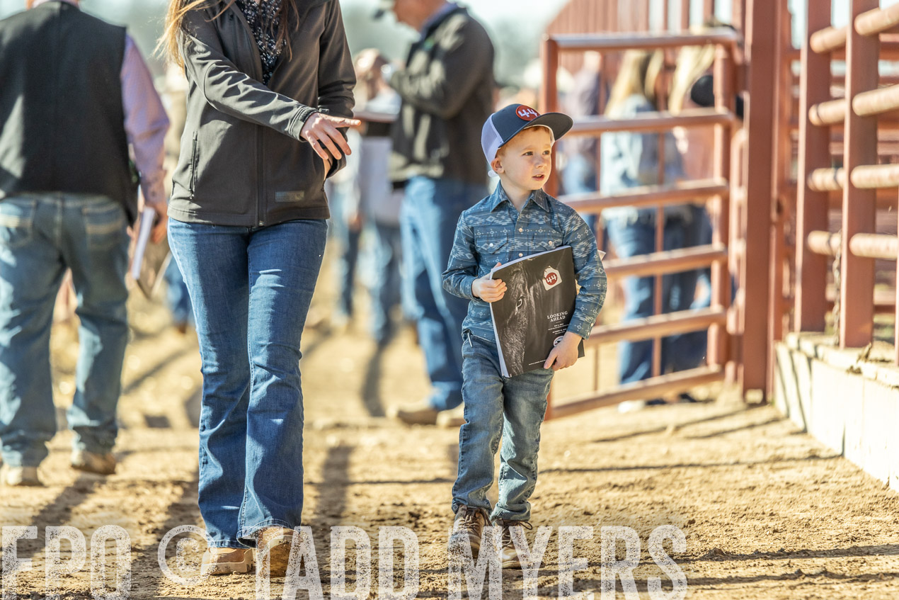 TMyers_SpringBullSale_Cameron_Feb2024-520206