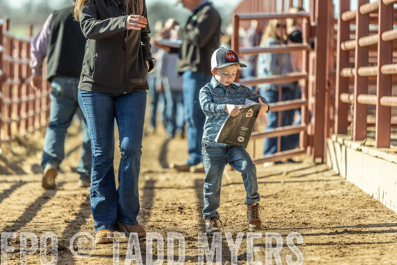TMyers_SpringBullSale_Cameron_Feb2024-520208