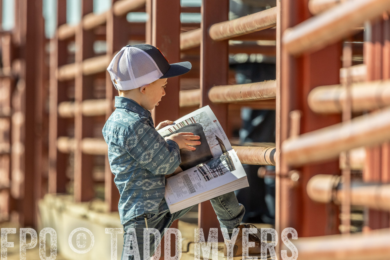 TMyers_SpringBullSale_Cameron_Feb2024-520225