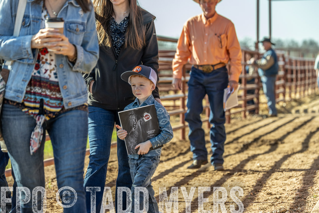 TMyers_SpringBullSale_Cameron_Feb2024-520263
