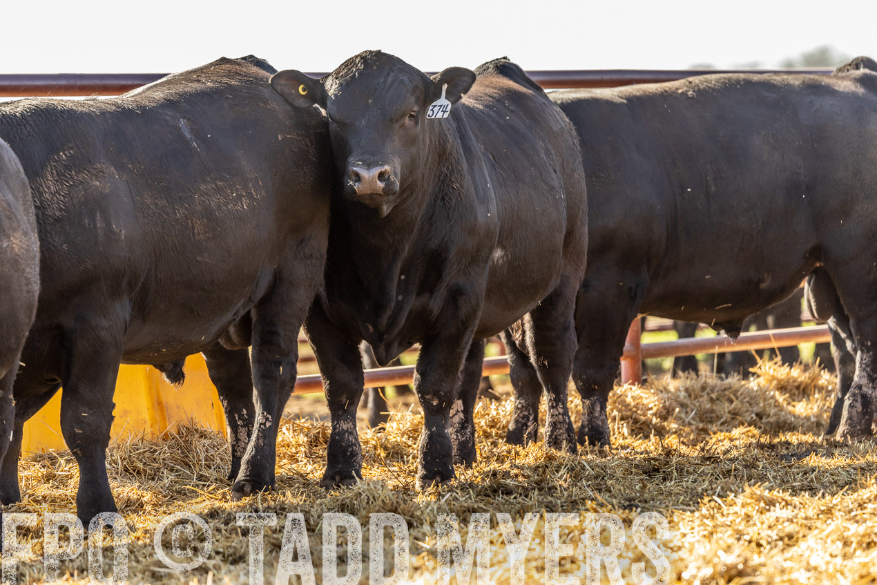 TMyers_SpringBullSale_Cameron_Feb2024-520266