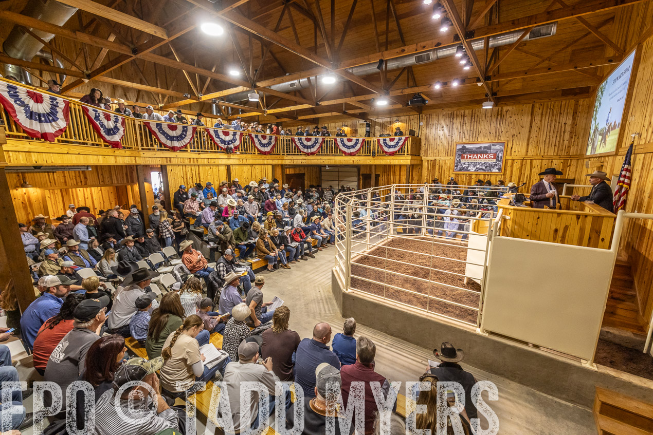 TMyers_SpringBullSale_Cameron_Feb2024-520271