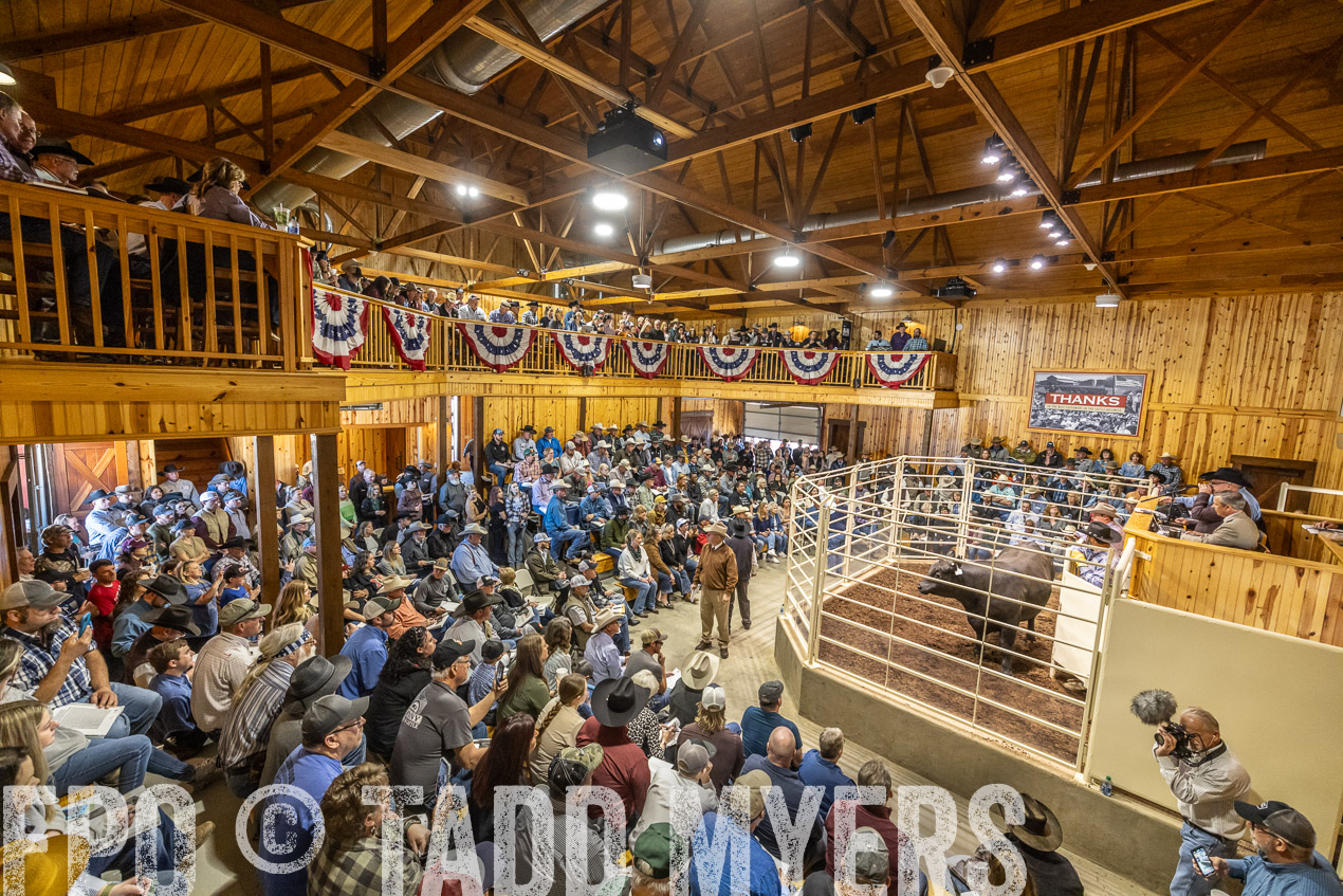 TMyers_SpringBullSale_Cameron_Feb2024-520434