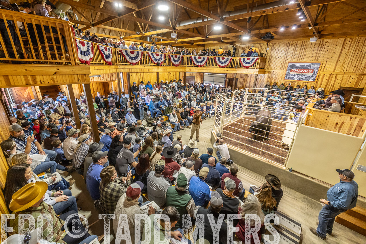 TMyers_SpringBullSale_Cameron_Feb2024-520447