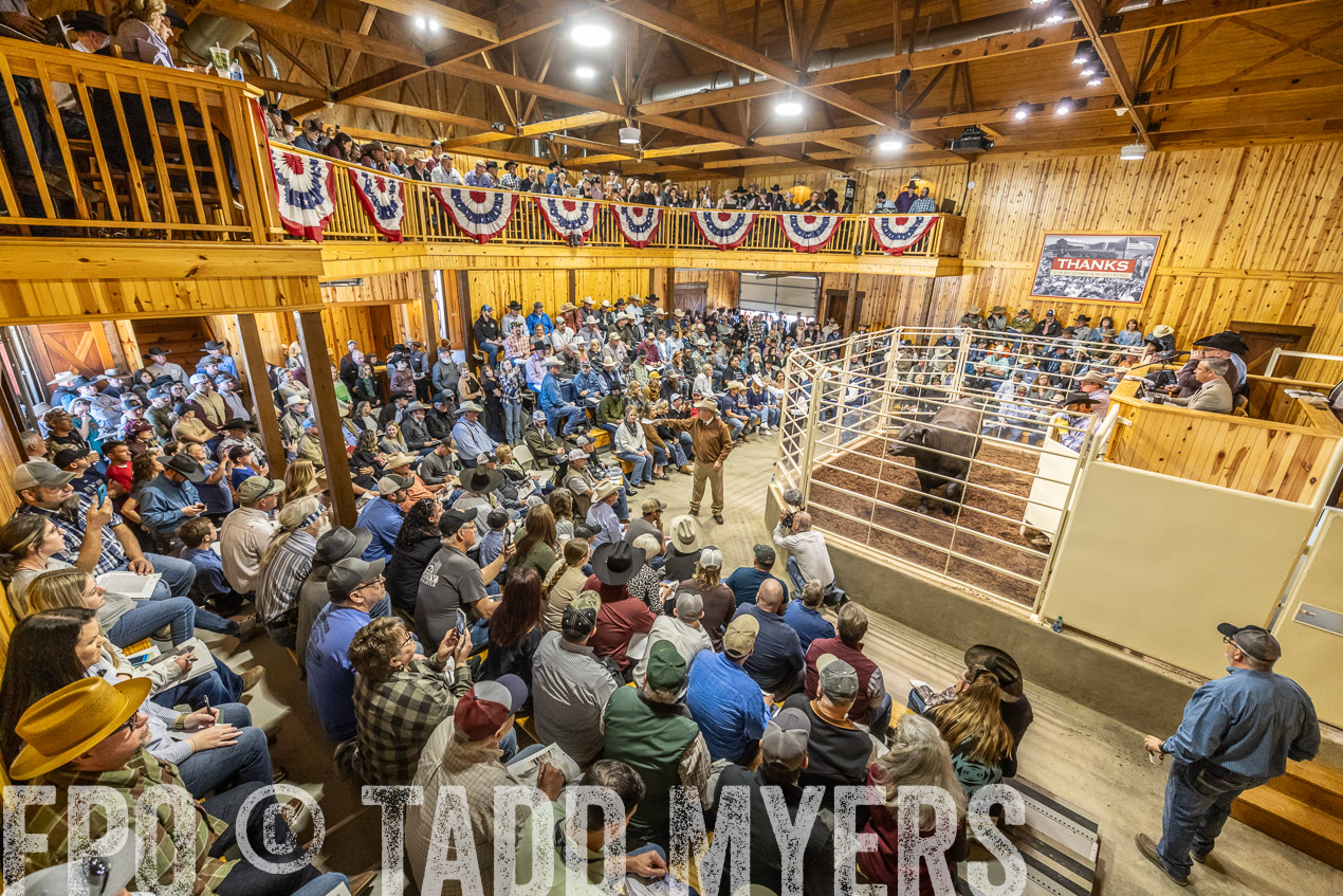 TMyers_SpringBullSale_Cameron_Feb2024-520451