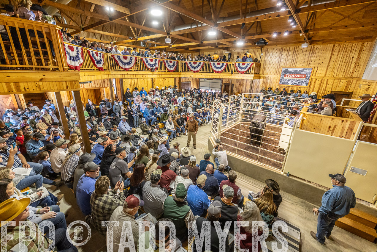 TMyers_SpringBullSale_Cameron_Feb2024-520456