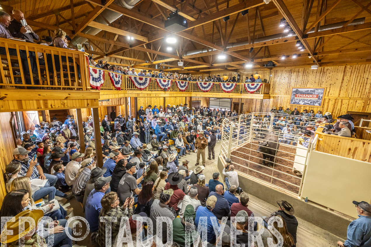 TMyers_SpringBullSale_Cameron_Feb2024-520463