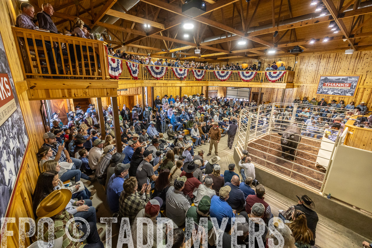 TMyers_SpringBullSale_Cameron_Feb2024-520469