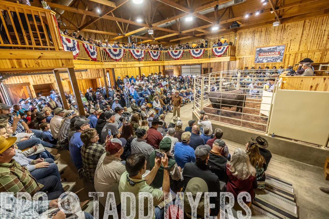 TMyers_SpringBullSale_Cameron_Feb2024-520487