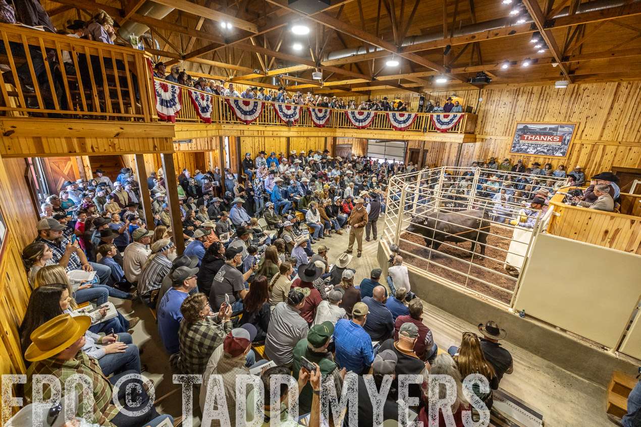 TMyers_SpringBullSale_Cameron_Feb2024-520491